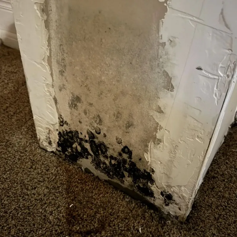 Professional Mold Removal in Litchfield, CT